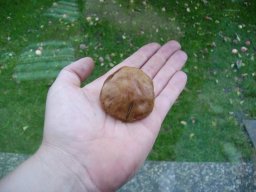 Waldpilze essbar &raquo; Waldpilze Essbar &raquo; butterpilz